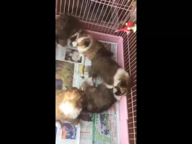 動画