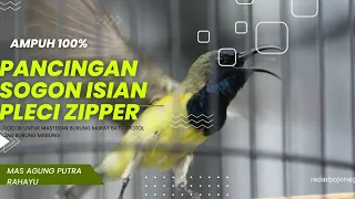 pancingan sogon isian pleci zipper terbaru 2024 ampuh