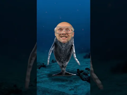 Mr beast song