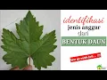 Download Lagu cara membedakan Jenis Anggur dari daunnya (part 1)