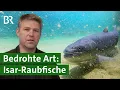 Download Lagu Huchen züchten für die Isar | Artenschutz | Unser Land | BR