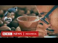 Download Lagu Mencicipi kopi langka dari kotoran burung jacu: 'Kisah kopinya sangat menarik'  - BBC News Indonesia