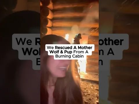 We rescued the mother wolf & her pup from our cabin. #wolves #wholesome #usa #rescue #animals