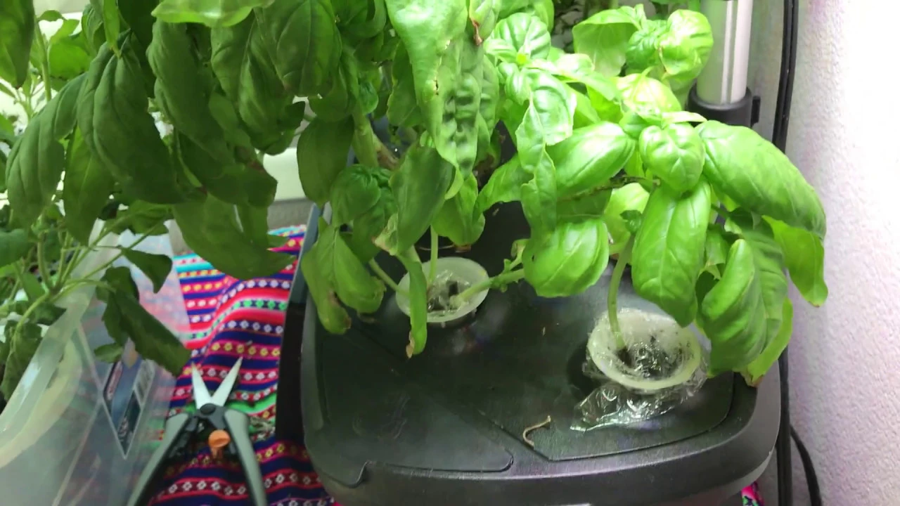 Aerogarden LED Ultra - Day 85 Update on Roots, Maintenance, and Propagation