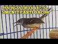 Download Lagu SUARA TEMBAKAN CIBLEK KOMPLIT | CIKRIS GACOR FULL BREN UNTUK PANCINGAN DAN MASTERAN MURAI BATU,KONIN MP3