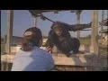 Download Lagu Emotional Reunion with Chimpanzees