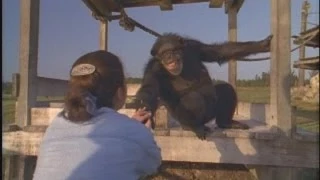 emotional reunion with chimpanzees