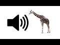 Download Lagu Giraffe - Sound Effect | ProSounds
