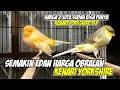 Download Lagu SEMAKIN EDAN HARGA OBRALAN Kenari Yorkshire #kenarigacor #kenariyorkshire #burung 