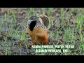 Download Lagu Suara mikat burung puyuh hutan