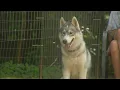 Last A Time Four Paws dog at Happy Husky House fur now