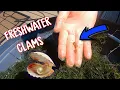 Download Lagu Harvesting Freshwater Clams