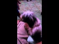 Download Lagu Loyalty is lifestyle. My sitsui dog friend with my
