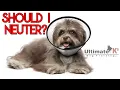 Why You Should Neuter Your Dog