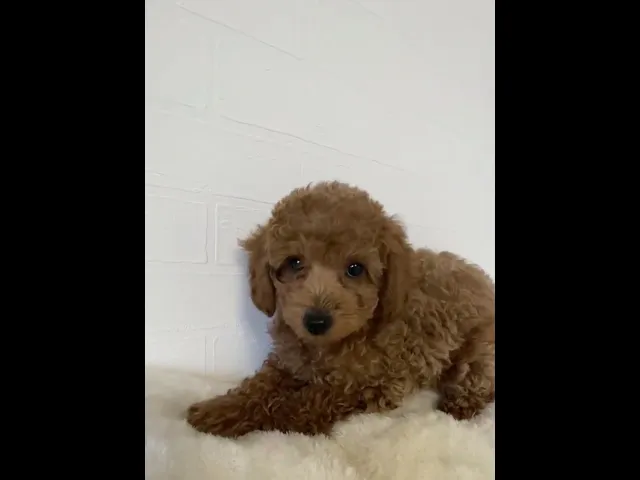 動画
