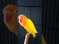 Download Lagu Lovebird lutino ngekek panjang