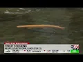 Pennsylvania trout stocking begins statewide
