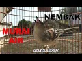 Download Lagu PANCINGAN Murai Air NEMBAK , AMPUH untuk PIKAT \u0026 MASTERAN