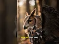 Lagu The Owl That Hears in Silence 🦉👂 | Nature’s Silent Hunter | Curious Wild