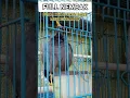 Download Lagu Jalak kebo full nembak #shorts