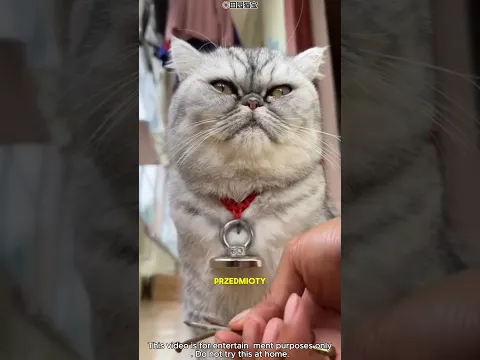 🐱 Kot na niezwykłej misji! Magnes pomógł mu znaleźć skarby 😹#shortvideo #viralvideo