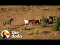 Lagu Woman Spends Over A Year Trying To Find Wild Horse And All Of His Mares And Babies | The Dodo
