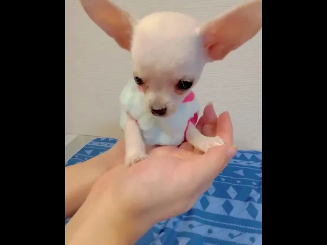 動画