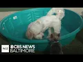 Around Town Dogtopia opens new pet daycare boarding location in Baltimore County