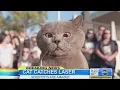 Video di The Cat Who Caught the Laser
