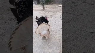 Turkey Breedingصوت الديك الرومي Chicken 