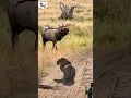 Download Lagu RUSA BESAR HADAPAN LANGSUNG DENGAN MACAN TUTUL DI PADANG RUMPUT! #rusa #macan #wildlife #shorts