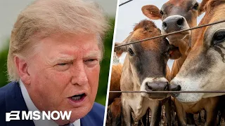 'Punches American farmers in the face': Farmer RIPS Trump's beef plan