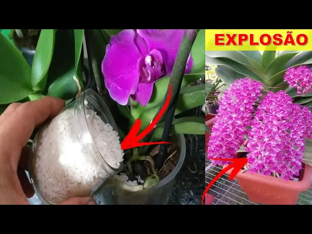COLOQUE ARROZ NA ORQUÍDEA!! (VEJA O QUE ACONTECE)