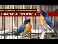Lagu ANIS BINBIN GACOR - Suara pancingan burung tledekan gunung \u0026 sulingan bakau agar cepat bunyi FIGHTER