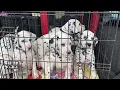 Download Lagu Puppies first car journey and adventure walk