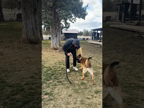 If you know you know what an insane feat this is without intense suppression with an extreme dog.