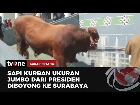 Kedatangan Sapi Limosin Milik Presiden Jokowi Disambut dengan Karpet Merah