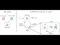 Hierarchical multi-agent systems with LangGraph