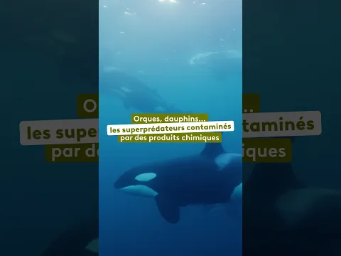 Les orques en danger face à la pollution chimique