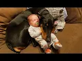 Dobermans Protecting Babies Like Their Little Ones