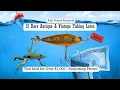 15 Rare Antique Fishing Lures That Sold for Over 1000 Surprising Prices
