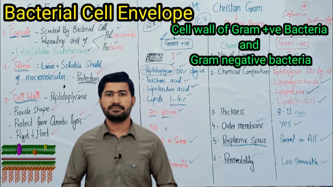 6.4 Bacterial Cell Envelope | Bacterial Cell wall and Gram staining by Irtisamsbiology