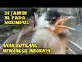 Download Lagu Suara anakan kutilang memanggil induknya cocok untuk pancingan dan pikat kutilang liar