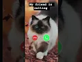 Lagu My friend is calling me 🤙📞 #catcalling #ringtone #call #petanimal