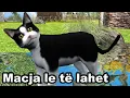 Download Lagu MACJA LE TE LAHET - Kenge per femije - Swimming Cat, Song for children by Studio \