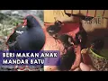 Download Lagu Cara Memberi Makan Anakan Burung Mandar Batu