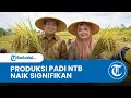 Lagu Produksi Padi NTB Tahun 2025 Naik Signifikan hingga 1,71 Juta Ton GKG