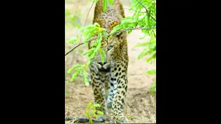 Lion Https Youtu Be B DxkVsswvc 