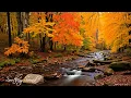 Download Lagu Soothing Autumn Melodies 🍁 Stress Relief and Emotional Healing