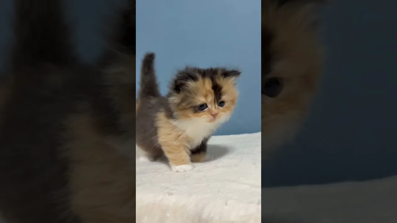 動画